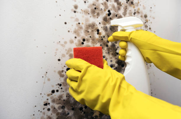 Best Post-Flood Mold Remediation in Heath, OH