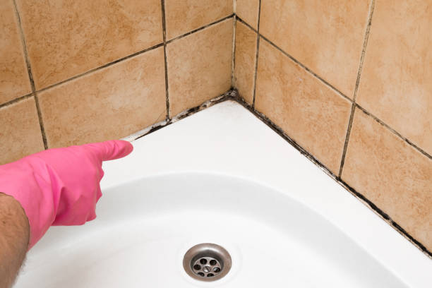 Best Attic Mold Remediation in Heath, OH