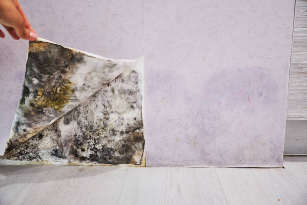 Best Residential Mold Remediation in Heath, OH
